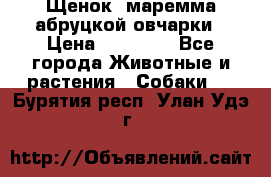 Щенок  маремма абруцкой овчарки › Цена ­ 50 000 - Все города Животные и растения » Собаки   . Бурятия респ.,Улан-Удэ г.